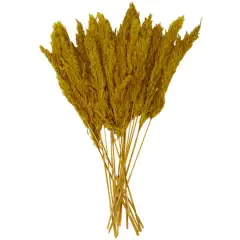 Dried Plant Pampas Natural Foliage with Long Stems Yellow