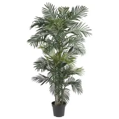 6.5ft. Potted Golden Cane Palm Tree