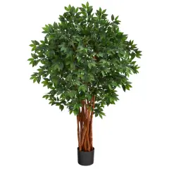 4.5ft. Potted Lychee Tree