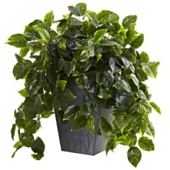 2.5ft. Hanging Pothos with Slate Planter