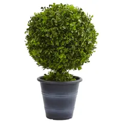 23" Potted Boxwood Ball Topiary