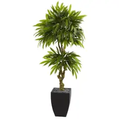 5.5ft. Potted Mango Tree in Decorative Black Planter