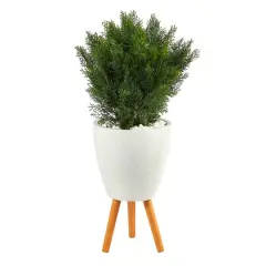 3ft. Cedar Tree in White Planter with Stand