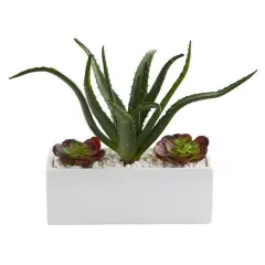 12" Aloe & Echeveria Succulent Plant in White Planter