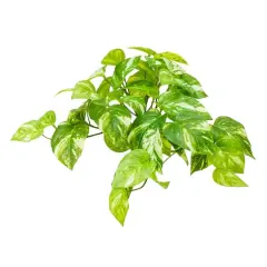 Green Marble Pothos Real Touch Hanging Bush by Ashland&reg;