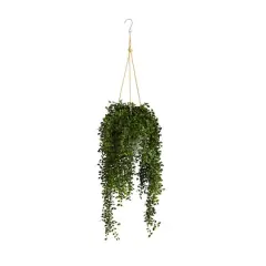 4ft. Honey Locust Plant in Hanging Metal Bucket