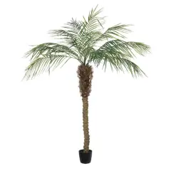 6ft. Potted Pheonix Palm Tree