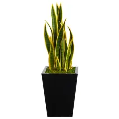2.5ft. Snake Plant in Black Metal Planter