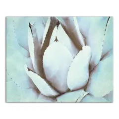 Green Succulent 20" x 16" Canvas Wall Art