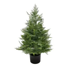 3ft. Cypress Tree In Nursery Pot