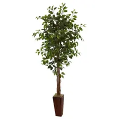 6ft. Ficus Tree in Bamboo Planter