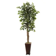 6.5ft. Ficus Tree In Decorative Planter