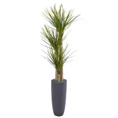 6ft. Yucca Tree in Black Planter