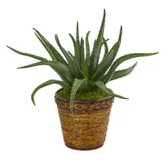 16" Aloe in Basket
