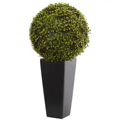 2.5ft. Mohlenbechia Ball in Black Tower Vase