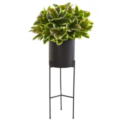 4.5ft. Rubber Leaf Plant in Black Planter with Stand
