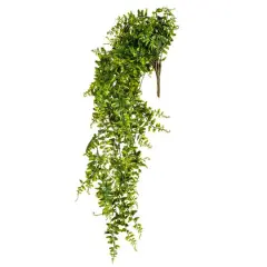 2.5ft. Green Buckler Fern Vine