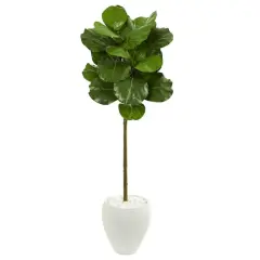 5ft. Fiddle Leaf Tree with White Planter
