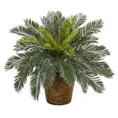 15" Cycas In Basket