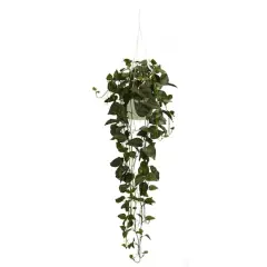 44" Philodendron Hanging Basket Plant