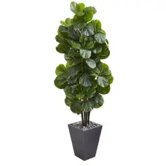 6ft. Fiddle Leaf Fig Tree in Slate Planter