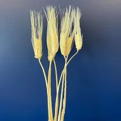 TF Publishing 30" Wheat Bleached Stems, 7ct.
