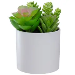 5.5" Mixed Succulent Arrangement in White Pot