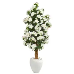 5ft. Azalea Tree in White Planter
