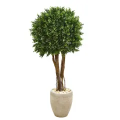 4ft. Boxwood Topiary Tree in Planter