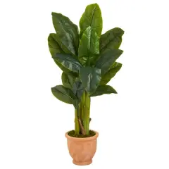 4ft. Triple Stalk Banana Tree in Terra-Cotta Planter