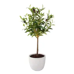 Flora Bunda&reg; 28" Olive Tree In 7.25" Gray Cement Pot