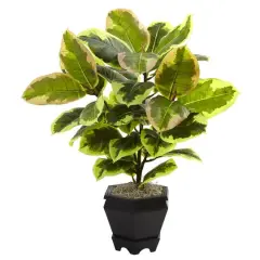 22in. Variegated Rubber Leaf Plant in Wood Planter
