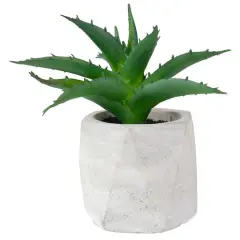 6" Green Aloe Succulent in Cement Pot