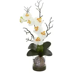 24" Moth Orchid in Clear Vase Cream