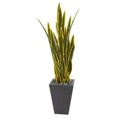4.5ft. Snake Plant in Slate Planter