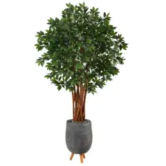 6ft. Lychee Tree in Gray Planter with Stand