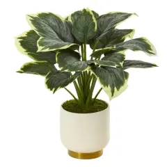 22" Variegated Hosta in Cream Planter with Gold Base