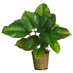 2.5ft. Large Leaf Philodendron Plant in Wicker Basket