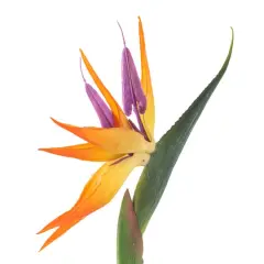 Tropical Bird of Paradise Stem by Ashland&reg; 