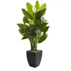 5ft. Peace Lily Plant in Black Planter