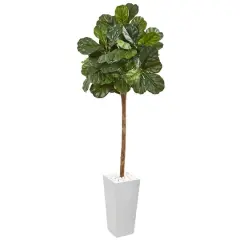6.5ft. Fiddle Leaf Fig Tree in White Planter