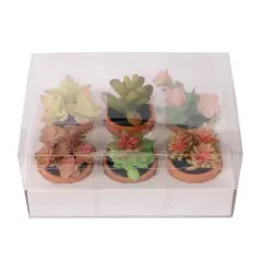 Mini Premade Succulents in Terra Cotta Pots, 6ct. by Ashland&reg; Light Green
