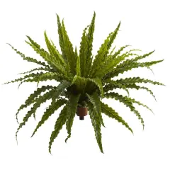Asplenium Bush, 2ct.