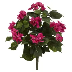20" Bougainvillea Plant, 3ct.