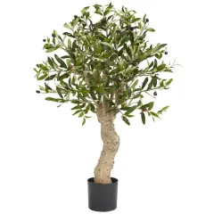 2.5ft. Potted Olive Tree