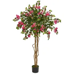 5.5ft. Potted Bougainvillea Tree