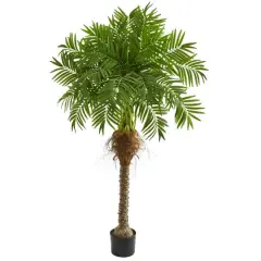 5.5ft. Potted Robellini Palm Tree