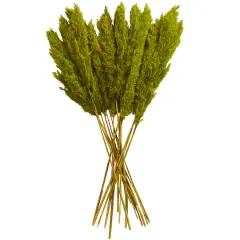 Dried Plant Pampas Natural Foliage with Long Stems Green