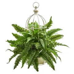 19" Boston Fern Plant in Decorative Cage