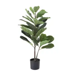 Hello Honey&reg; 3ft. Potted Fiddle Fig Leaf Plant